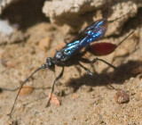 Ichneumon Wasp Female