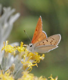 Ruddy Copper, Lycaena rubidus