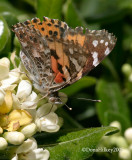 Painted Lady, Vanessa cardui