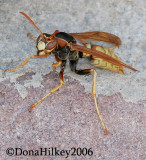 Paper Wasp,  female, Polistes aurifer
