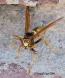 Paper Wasp,  female, Polistes aurifer