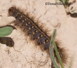 Caterpillar, Tiger or Lichen Moth