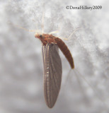 Ephemerellidae,  Spiny Crawler Mayfly