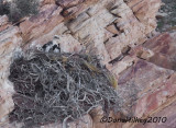 Golden Eagle Chick in nest