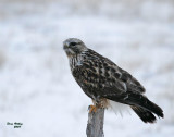 Rough-legged Hawk 07