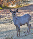 white fawn 0963.jpg