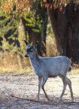 white fawn 0938.jpg