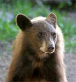 Cinnamon Bear Cub 7.jpg