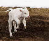 white-calf-in-mud.jpg