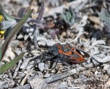 Small Milkweed Bug
