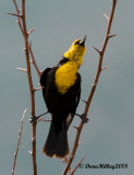 Singing Yellow-headed Blackbird
