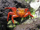 Sally Lightfoot Crab