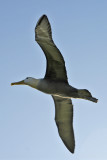 Waved Albatross 4