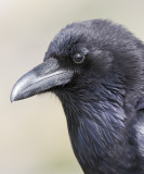 Common Raven