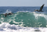 California Brown Pelicans surf fishing