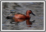 Cinnamon Teal