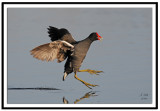 Moorhen