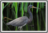 Tri-Colored Heron