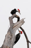 Pileated Woodpecker Couple
