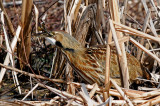 American Bittern With Lunch