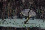 Black Crowned Night Heron