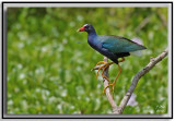 Purple Gallinule