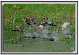 Blue Winged Teals