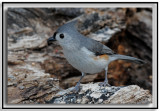 Tufted Titmouse