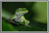 Anole