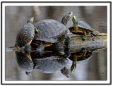 Red Eared Slider Turtles