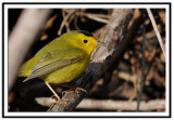 Wilsons Warbler