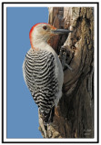 Red-Bellied Woodpecker