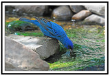 Indigo Bunting (Male)