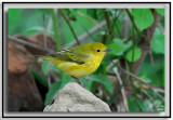 Yellow Warbler