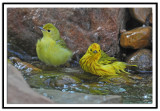 Yellow Warblers Bathing