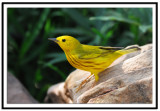 Yellow Warbler