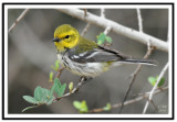 Black-Throated Green Warbler