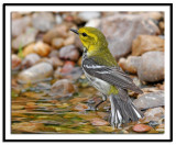 Black-Throated Green Warbler