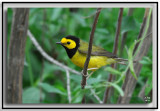 Hooded Warbler