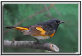 American Redstart