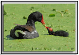 Common Moorhen