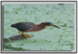 Green Heron