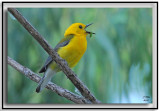 Prothonotary Warbler