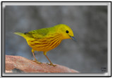 Yellow Warbler