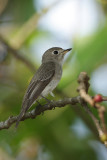 Asian-Brown-Flycatcher.jpg