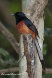 White-Rumped-Sharma_M.jpg