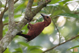 Rufous-Woodpecker.jpg