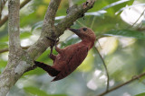 Rufous-Woodpecker1.jpg