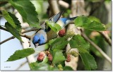 Lazuli Bunting