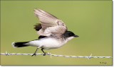 Eastern Kingbird